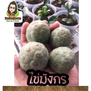 แคคตัสไข่มังกร🥚🐲Tephrocactus geometricus คละขนาด คละสายพันธุ์ เลือกได้ในใบสั่งซื้อ