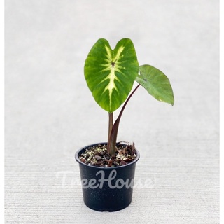 โคโลคาเซีย ไวท์ลาวา (Colocasia white lava) กระถาง 6 นิ้ว