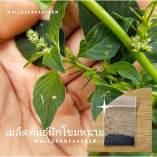 เมล็ดพันธุ์ผักโขมหนาม ผักหมหนาม