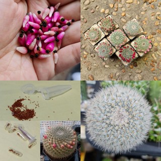 เมล็ดแมมแม่เฒ่า(Mammillaria hahniana) 10 เมล็ด 10 บาท