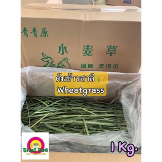 Wheatgrass ต้นข้าวสาลี 🌾 หญ้าสำหรับสัตว์เลี้ยง หญ้ากระต่าย ชินชิล่า ขนาด 1 Kg.[รวมกล่อง]