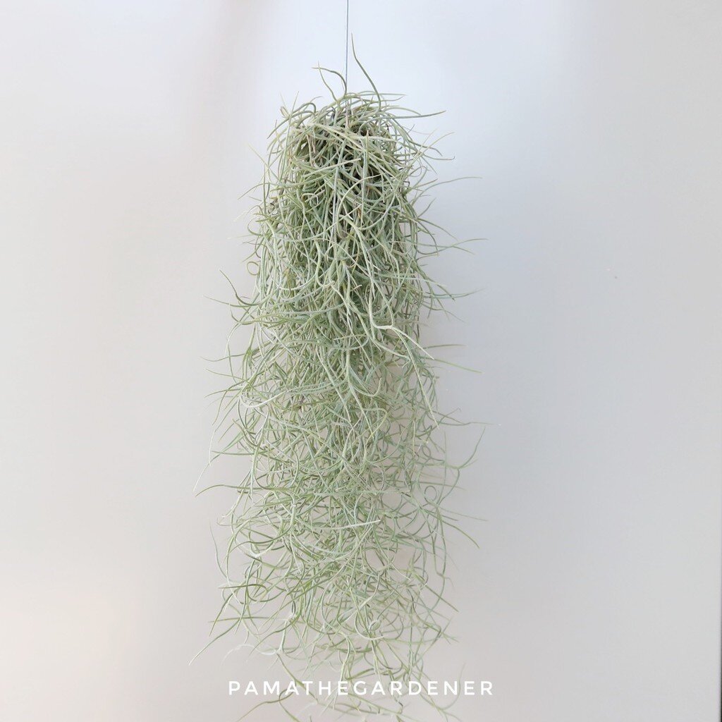 ต้นเคราฤาษี พวงเล็ก เคราฤาษี ขาวสวย ใส่ลวด พร้อมแขวน