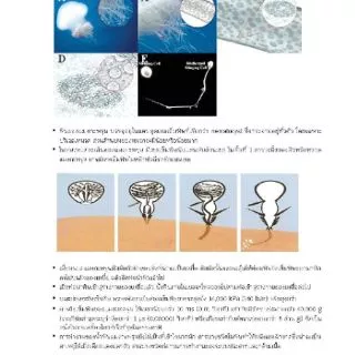 <ขายดี> Safe Sea ครีมกันแดด ป้องกันแมงกระพรุน SPF50 Milky Spray (หมดอายุ 04/28)