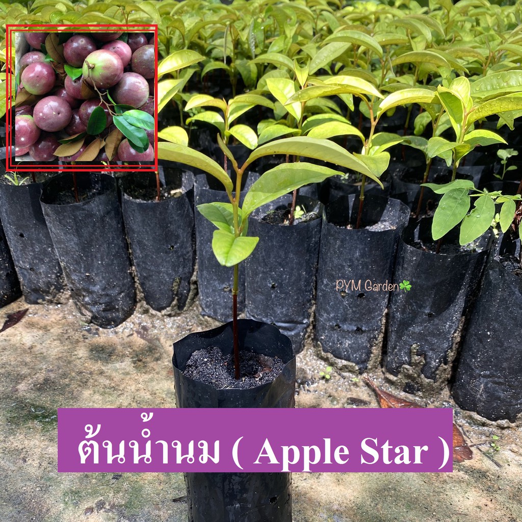 ต้นสตาร์แอปเปิ้ล (ลูกน้ำนม) Apple Star แบบเพาะเมล็ด ผลไม้โบราณเนื้อหวานฉ่ำ ต้นแข็งแรงพร้อมปลูก รับประกันสินค้า
