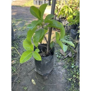 ต้นตะขบยักษ์ไร้หนามหรือหมากเบนกิ่งชำ 🌿🌿🪴ต้นแข็งแรงพร้อมปลูก