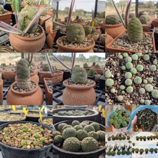 เมล็ดคางคกกลม  pseudolithos migiurtinus