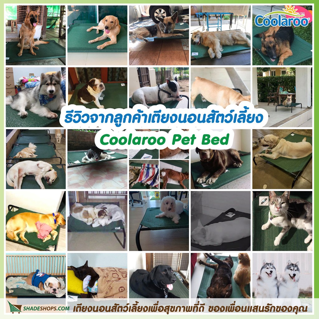 เตียงนอนสัตว์เลี้ยง Coolaroo Pet Bed เตียงนอนสุนัข เตียงนอนแมว ป้องกันโรคผิวหนัง บรรเทาแผลกดทับ ย่นระยะพักฟื้น (Size L) - รูปที่ 7