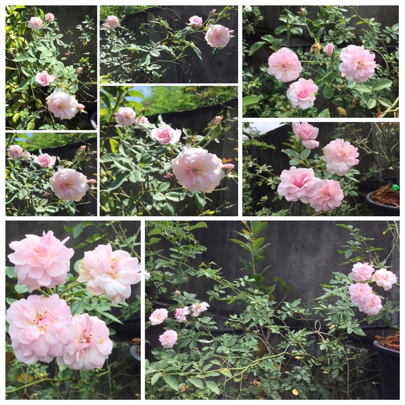 My Image 10