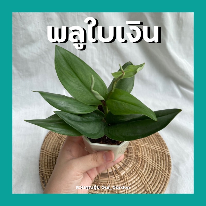 ต้นพลูใบเงิน พร้อมกระถาง3นิ้ว ต้นไม้จิ๋วฟอกอากาศ