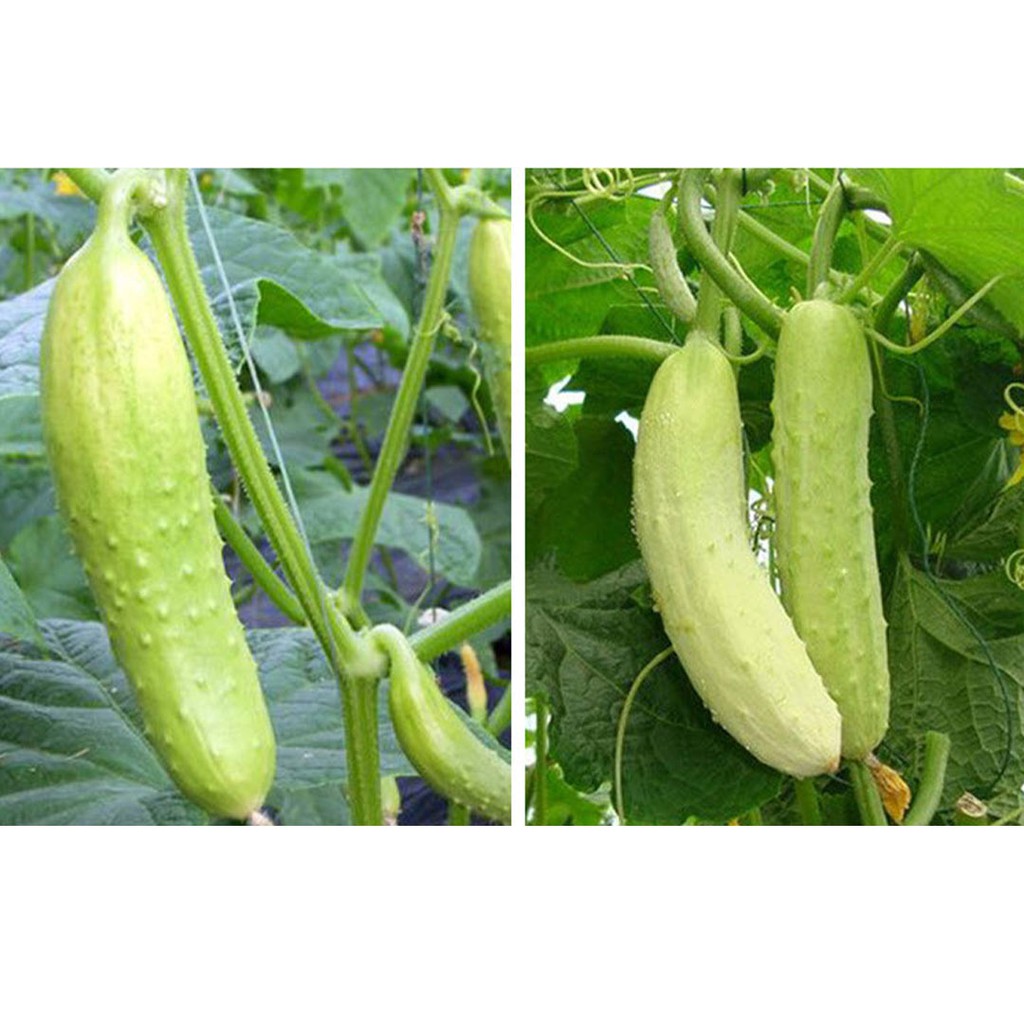 [10แถม1] เมล็ดพันธุ์แตงกวาขาว 10เมล็ด เมล็ดแตงกวาสีขาว White Cucumber Seeds ราคา ถูกที่สุด ดีลบีเคเค แกลเลอรีภาพที่ 4