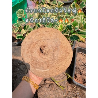 บัวบกโขดหัวใหญ่1กิโล