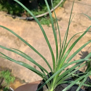 ต้นกล้าแซ่ม้า พันธุ์นอก (Beaucarnea recurvata) 🌱 สูง 18-20 ซม. ใบเรียวกว่าทั่วไปสวยมาก