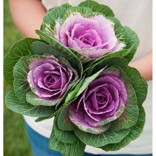 เมล็ดพันธุ์ ปูเล่ประดับ พิงค์เครน (Pink Crane Flowering Cabbage Seeds) บรรจุ 5 เมล็ด ของแท้ คุณภาพดี