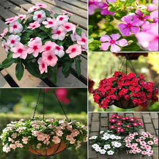 （อัตราการปลูกสูง）20 Pcs Rare Periwinkle Flower Seeds Catharanthus Roseus Vinca Seeds for Garden Planting Flower Seeds