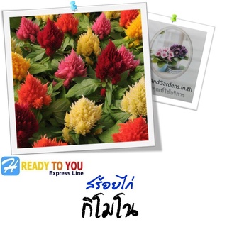 สร้อยไก่ (Celosia Plumosa) กิโมโน  25 เมล็ด (จาก Sakata Ornamentals EMEA)