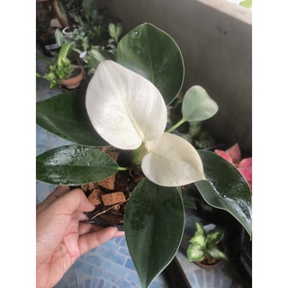 Philodendron White Congo ขายต้นจริงตามภาพ