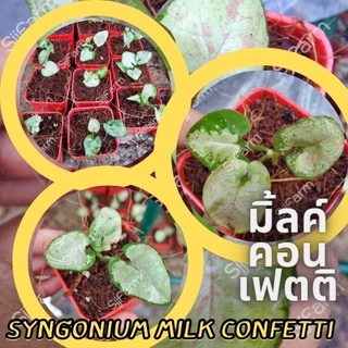 1 กระถาง ต้นเงินไหลมาไซโกเนียมมิ้วคอนเฟตติ Syngonium milk confetti ขนาดกระถาง 2.5นิ้ว จัดส่งแบบยกกระถาง คละต้นส่ง