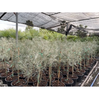 Grevillea bushlemon(เกรวิลเลียเหลืองเลื้อย)