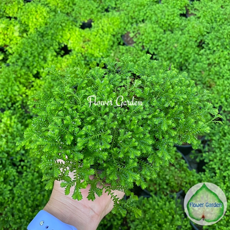 F165 เฟิร์นกนกนารี “สีเขียว” กระถาง 4 นิ้ว ไม้ฟอกอากาศ แต่งสวนถาด จัดสวน แต่งบ้าน