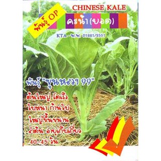 เมล็ดผักคะน้า (CHINESE KALE) เจริญเติบโตเร็ว ผลผลิตสูง คุณภาพดี จากนิวซีแลนด์ แบบกระป๋อง 60 กรัม