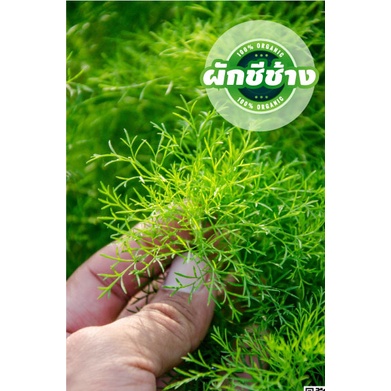 ต้นผักชีช้าง หรือผักชีลาวยักษ์ กินอร่ิย กลิ่นหอม ปลูกง่ายมากๆ