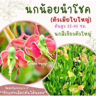 ต้นนกน้อยนำโชค (ตัวเมีย) นกสีเขียวตัวใหญ่ ส่งในกระถาง 4 นิ้ว ต้นสูง 25-40 cm. (1 ต้น/1 กระถาง)