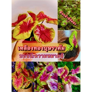 (ขาย ต้นพันธุ์) ต้น เหลืองทองบุษราคัม Caladium Yellow บอนสี ต้นบอนสี ต้นบอน บอน / คนหลงรักบอนสี