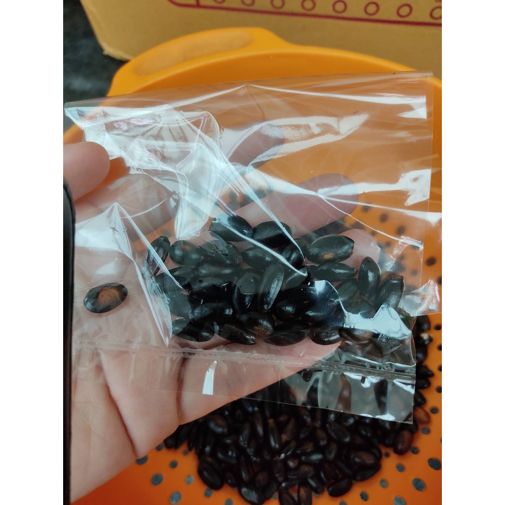 เมล็ดน้อยหน่าครั่ง เมล็ดน้อยหน่าพันธุ์สีม่วง 15 เมล็ด   29 บาท - รูปที่ 7