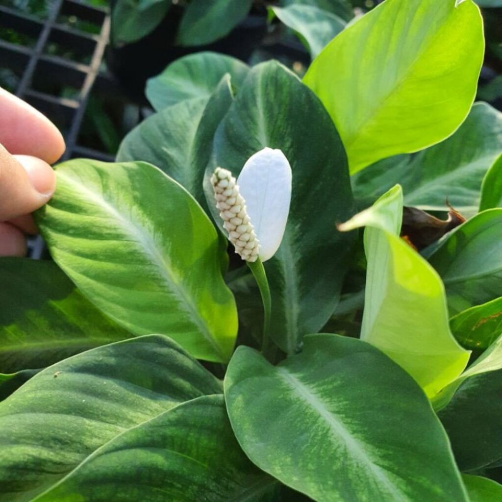 มุมมอง 2