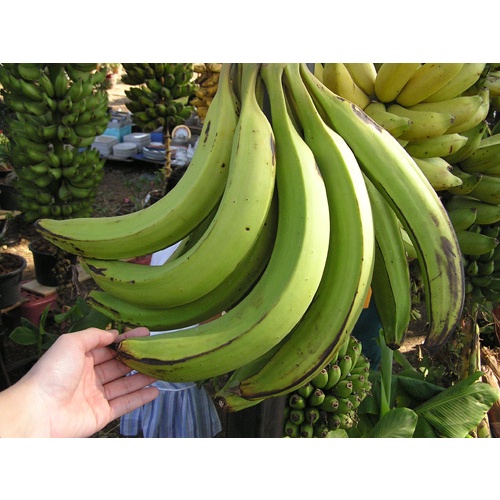 🍌ต้นหน่อกล้วยงาช้าง กล้วยลูกใหญ่ ยาว หน่อสวยพร้อมปลูกค่ะ - รูปที่ 5