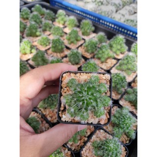 แมม มิลาเรีย มอนเตอร์ Cactus 🌵 (broccoli)