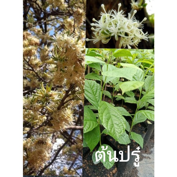 ต้นปรู๋ ไม้ยืนต้นหายาก ให้ดอกสีขาวนวล กลิ่นหอม ส่งฟรี