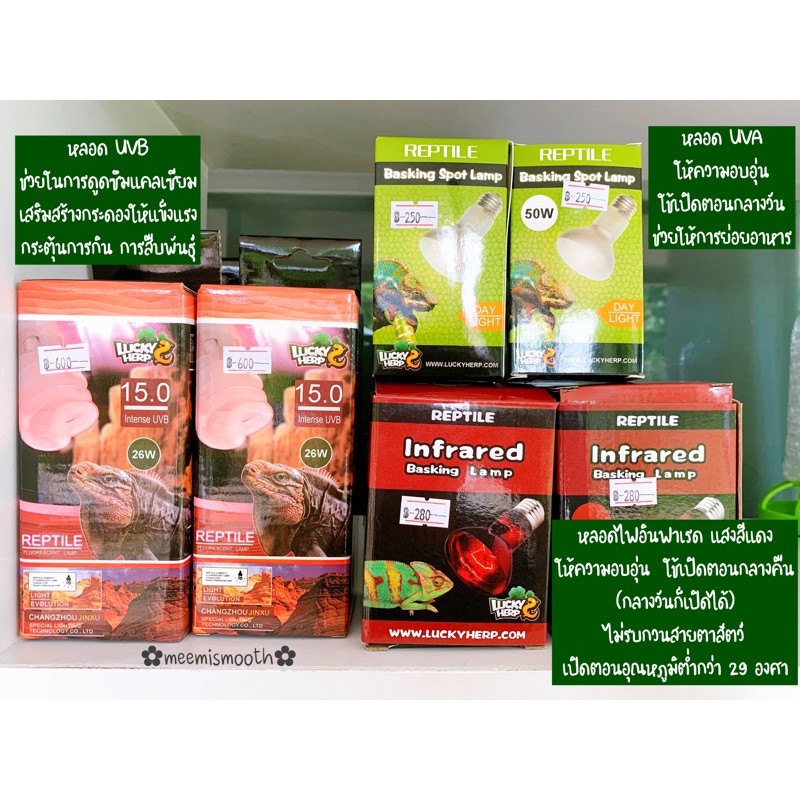 หลอดไฟ UVA และหลอดไฟอินฟาเรด ให้ความอบอุ่น กลางวันและกลางคืน