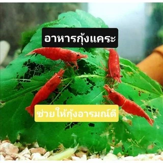 อาหารกุ้งแคระ​ใบหม่อน(3แถม1) ช่วยลดความเครียด​กุ้งได้ดีมาก