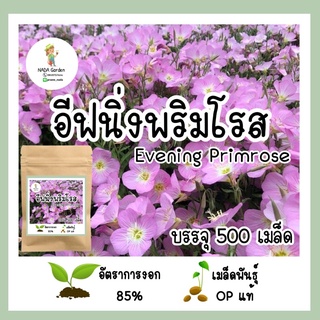 เมล็ดพันธุ์ อีฟนิ่งพริมโรส (สีชมพู) 500 เมล็ด เมล็ดพันธุ์ OPแท้ อัตราการงอกสูง