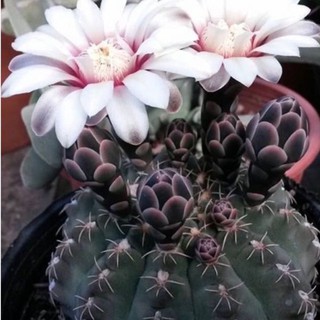 Gymnocalycium quehlianum 30เมล็ด.-129