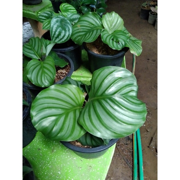 คล้าใบตอง Calathea Orbifolia  ไม้ฟอกอากาศ