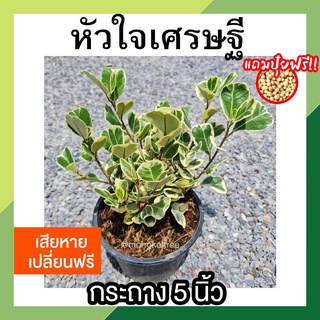 หัวใจเศรษฐี สาริกาลิ้นทอง กระถาง 5 นิ้ว (แถมปุ๋ยฟรี) ต้นไทรหัวใจด่าง ต้นไม้มงคล ไม้แดด ด้านเมตตา มหาเสน่ห์ เสริมดวง