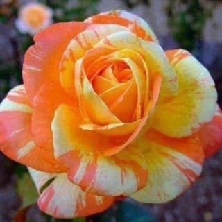 เมล็ดพันธุ์ กุหลาบ สตาร์แอนด์สไตร้พส์ Tiger Striped Rose Seeds สีส้ม-ขาว ดอกใหญ่ นำเข้าจากต่างประเทศ 30 เมล็ด