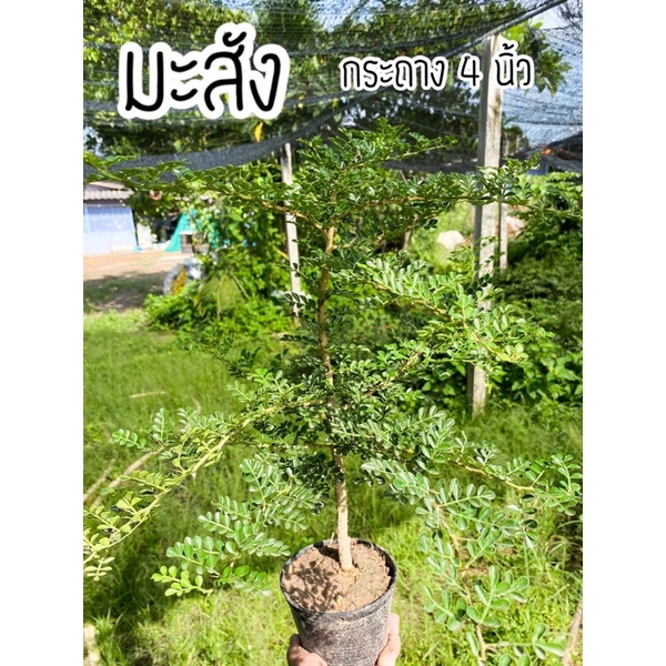 ต้นมะสัง สำหรับหัดดัดและปลูก กระถาง 4 นิ้ว