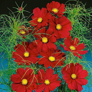 เมล็ด ดาวกระจายแดง - Red Dazzler Cosmos