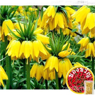 50 seeds Yellow Imperial Crown Seeds Fritillaria imperialis Lutea Seeds Easy To Grow Plant向日葵/帽子/男装/手链/儿童/木瓜/生菜/园艺/玫瑰/裙子