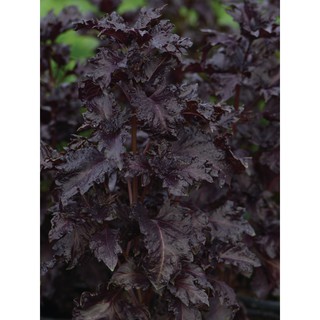 AGA SHOP เมล็ดพันธุ์ เบซิล โหระพาฝรั่งสีม่วง Basil Purple Ruffles  ขนาด 100 เมล็ด