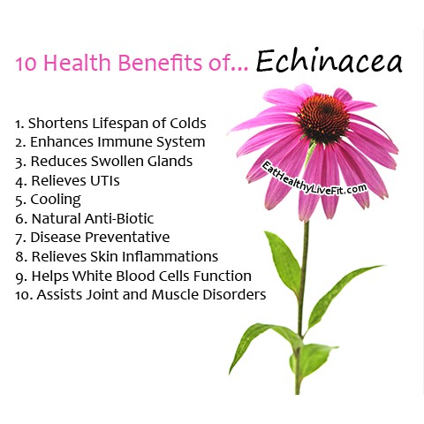 (Now Foods®) Echinacea Extract 59 mL รูปที่ 4