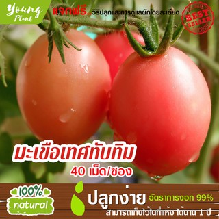 เมล็ดมะเขือเทศทับทิม 200-300เมล็ด อัตราการงอก95% (แถมฟรี!!! เมล็ดผักกวางตุ้ง500 เม็ด)