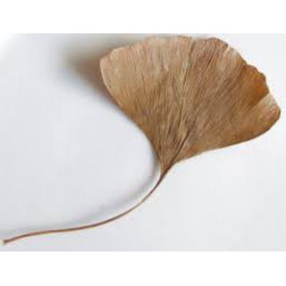 ใบแปะก๊วยแห้ง (Dried Ginkgo Leaves) 2000 กรัม