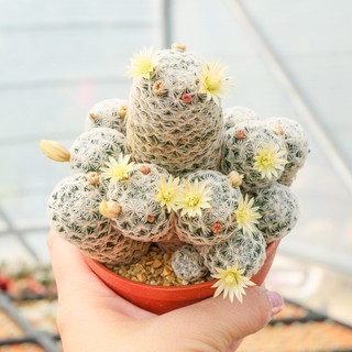 Mammillaria Duwei 🌼 แมมดูไวฟอร์มกอสวย แคคตัส กระบองเพชร