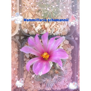 แมมชูแมมนิอาย ( Mammillaria schumannii)