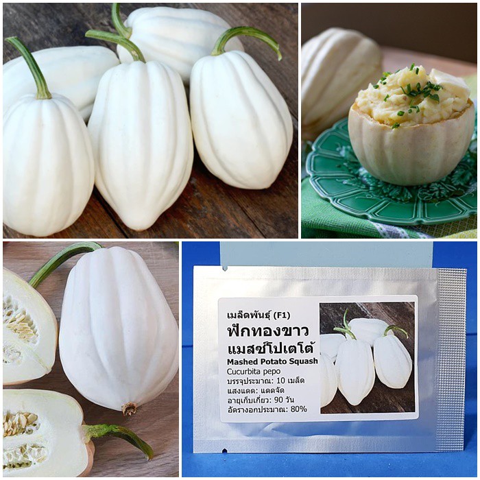 เมล็ดพันธุ์ ฟักทองขาว แมสซ์โปเตโต้ (Mashed Potato Squash F1 Seed) บรรจุ 10 เมล็ด คุณภาพดี ของแท้ 100%