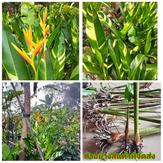 (ขาย เหง้า พันธุ์) เบิร์ด ด่าง เบิร์ดออฟพาราไดซ์ bird of paradise เฮลิโคเนีย heliconia ต้น ดอก ปักษาสวรรค์ ธรรมรักษา